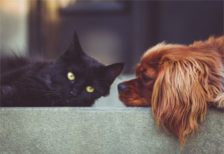 What’s at Play Behind the Cat and Dog Meat Ban in Two Chinese Cities?